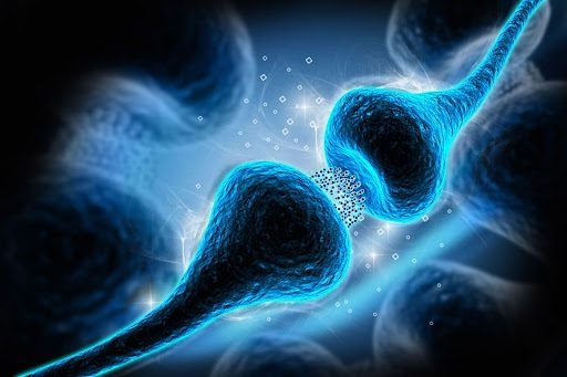 Триптофан и серотонин